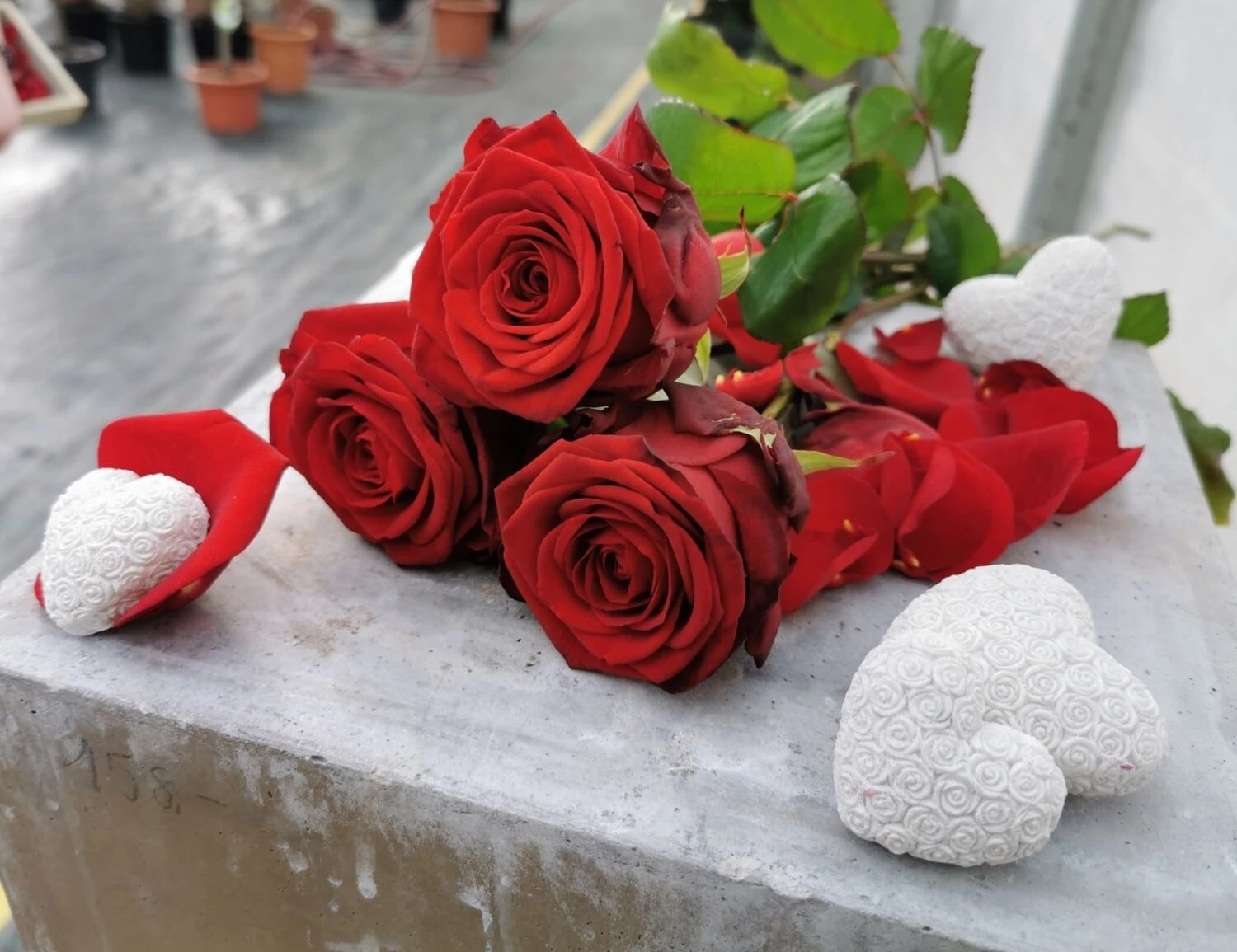 1372325921 Rose – Bild 1